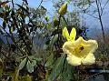 Lady Dalhousie Rhododendron